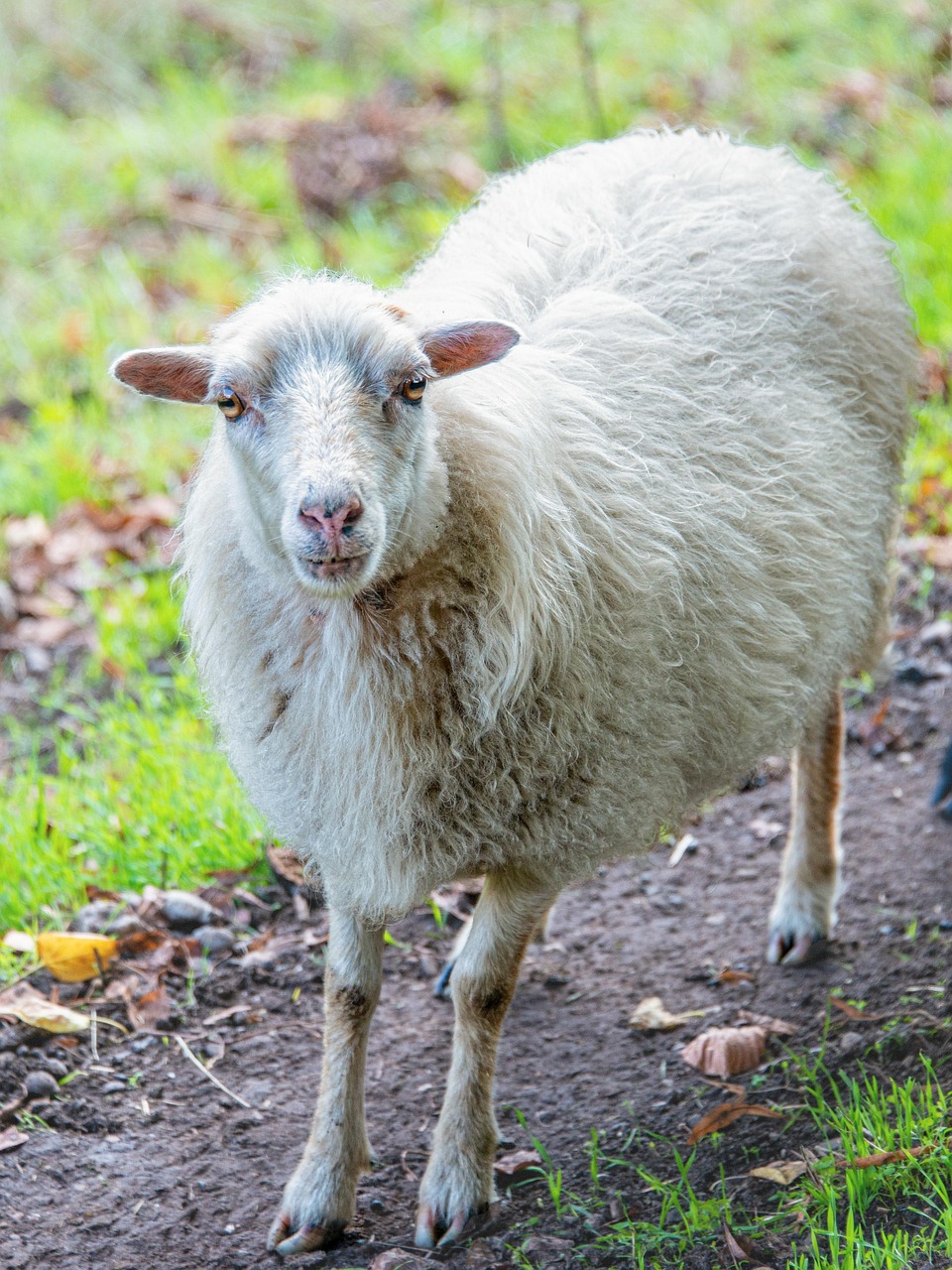Animale vii